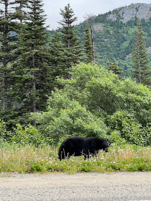 Bear